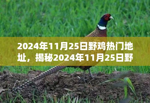 2024年11月25日野鸡热门地址，揭秘2024年11月25日野鸡热门地址，带你探索未知的乐趣世界