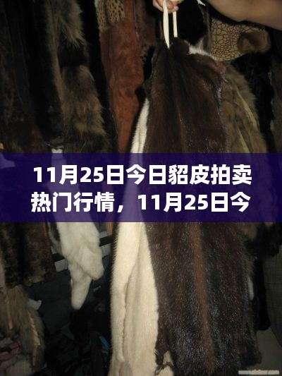 11月25日貂皮拍卖行情解析，热门行情揭秘与拍卖技巧分享